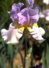 Purple iris