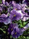 Deep violet pansies