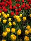 Red and yellow tulips